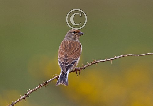 Twite DM1824